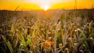 Imagem Gestão inteligente de combustível é essencial para o futuro do agro brasileiro, afirma especialista