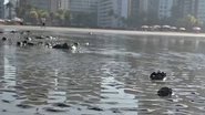 Reprodução / Redes Sociais