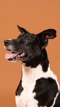 6 curiosidades sobre cachorros que você provavelmente não sabe 