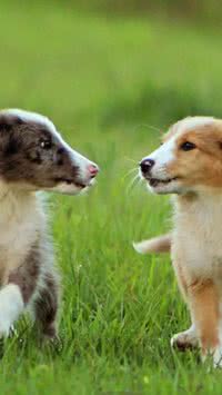 Saiba as raças de cães 100% brasileiras e como é a procura por elas 