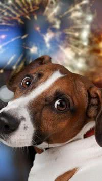 Saiba como acalmar os pets nas festas de fim de ano