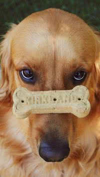 O que você precisa saber antes de adotar um golden retriever