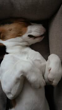 Hora da soneca! Saiba o significado de cada posição que o seu pet dorme 