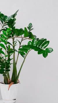 Descubra quais são as seis plantas que não precisam de sol 