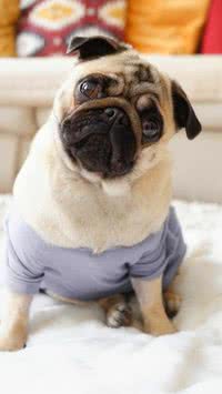 Pug: tudo que você precisa saber sobre essa raça 