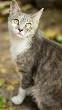 Mitos e verdades sobre os gatos; curiosidades vão te deixar de boca aberta 