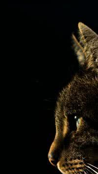 Gatos são animais discretos?