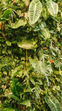 As plantas possuem habilidades impressionantes! Saiba quais