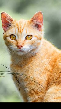 O que torna os gatos laranja especiais?