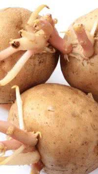 Entenda se batata brotando pode ser consumida sem colocar a saúde em risco