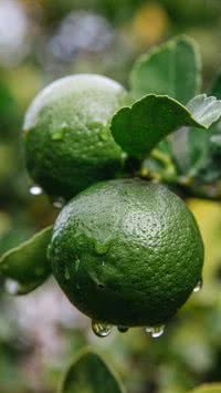 Limoeiro sem frutos? Veja os 3 itens que podem ajudar a aumentar a produção de limões
