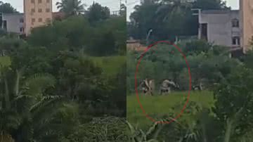 Reprodução/ Vídeo