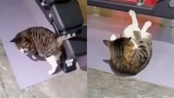 Reprodução/TikTok