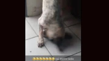 Divulgação/ PMA