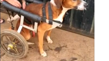 Reprodução/G1