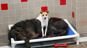Animal Rescue League of lowa