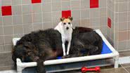 Animal Rescue League of lowa