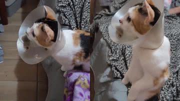 Reprodução/TikTok @minhagatacapetinha