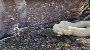 Reprodução Vídeo