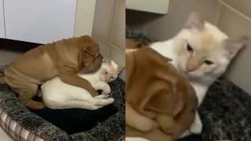 Reprodução/Instagram @cachorrofofobr