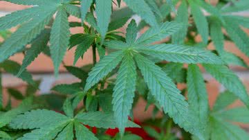 Imagem Invasão domiciliar motivada por planta de maconha em casa é inadmissível, diz STJ