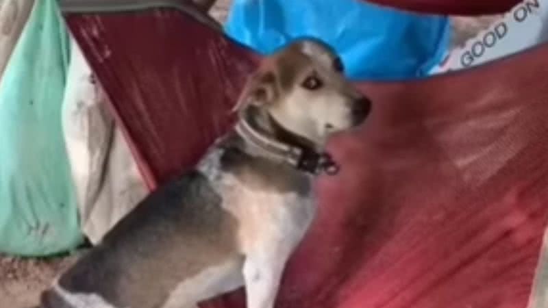 Reprodução / Redes sociais
