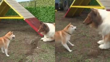 Reprodução/X @toco_eevee