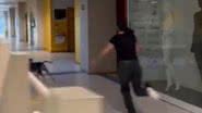 Reprodução / TikTok @pahmerloo