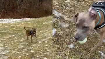 Reprodução/TikTok @apa4dogs