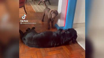 Reprodução/TikTok @caopanheirolabra