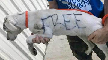 Reprodução/Ross County Humane Society