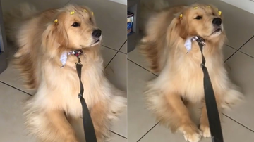 Reprodução/TikTok @bruce.paloma