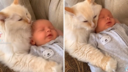 Reprodução/TikTok @williamandteddy