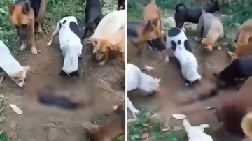 Reprodução/Redes Sociais