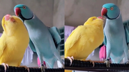 Reprodução/TikTok @blueringneck20