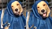 Reprodução/TikTok @bruce.paloma