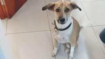 Imagem Justiça determina que Aeroporto de SP e Gol paguem tratamento veterinário e outros custos da cachorra Pandora e tutor