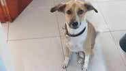 Imagem Justiça determina que Aeroporto de SP e Gol paguem tratamento veterinário e outros custos da cachorra Pandora e tutor