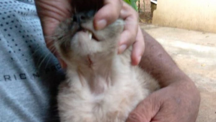 Reprodução/Alvorada Informa