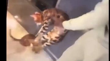 Imagem Após agredir gato, jogador de futebol perde patrocínio da Adidas e terá que pagar multa milionária; veja vídeo