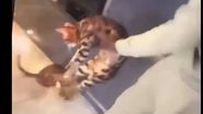 Imagem Após agredir gato, jogador de futebol perde patrocínio da Adidas e terá que pagar multa milionária; veja vídeo