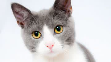 Scott Payne / Pixabay