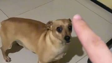 Reprodução/TikTok @pvbarrosoo