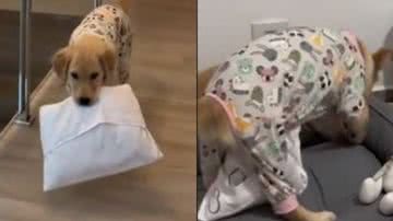 Reprodução// TikTok @matteo.goldenretriever