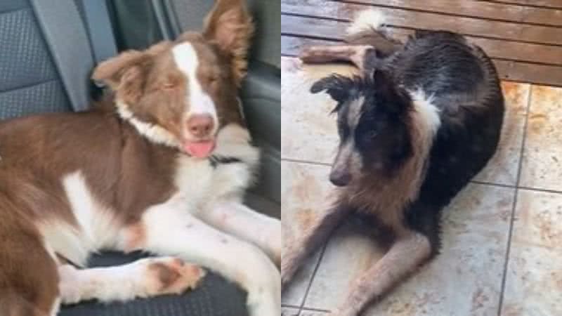 Reprodução// TikTok @dudubetinho