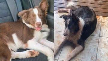 Reprodução// TikTok @dudubetinho