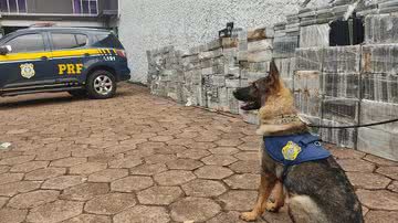 Divulgação  / PRF