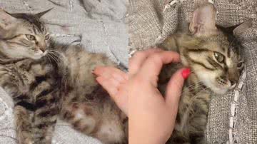 Reprodução/TikTok @larissatofanello