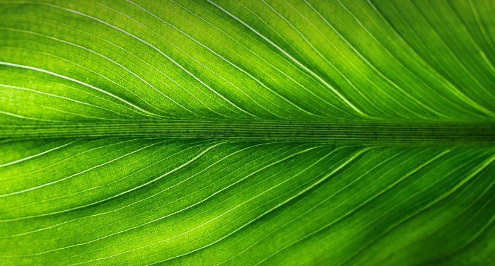 Divulgação / Pixabay