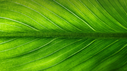Divulgação / Pixabay